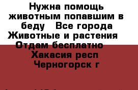 Нужна помощь животным попавшим в беду - Все города Животные и растения » Отдам бесплатно   . Хакасия респ.,Черногорск г.